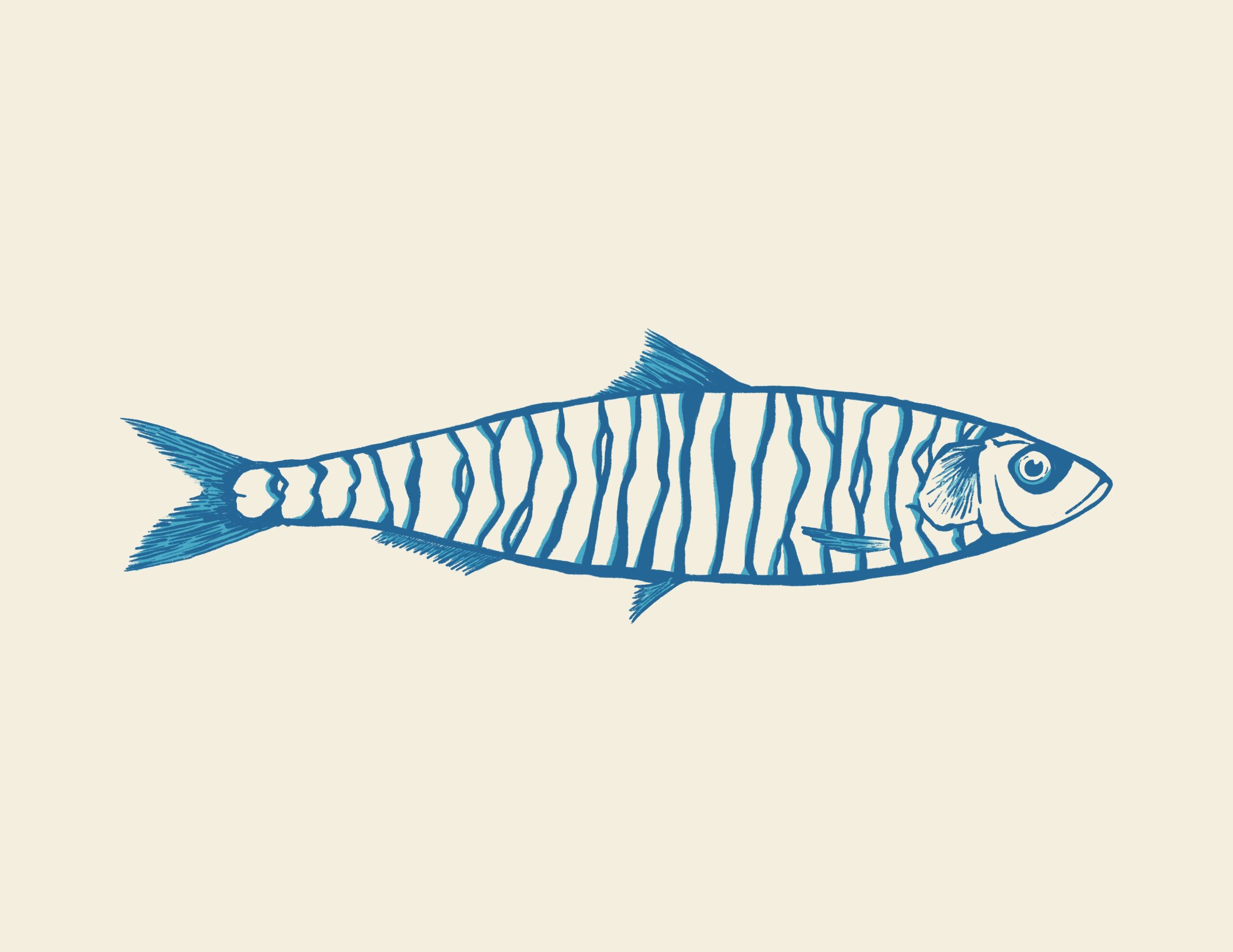 Sardine solo 2