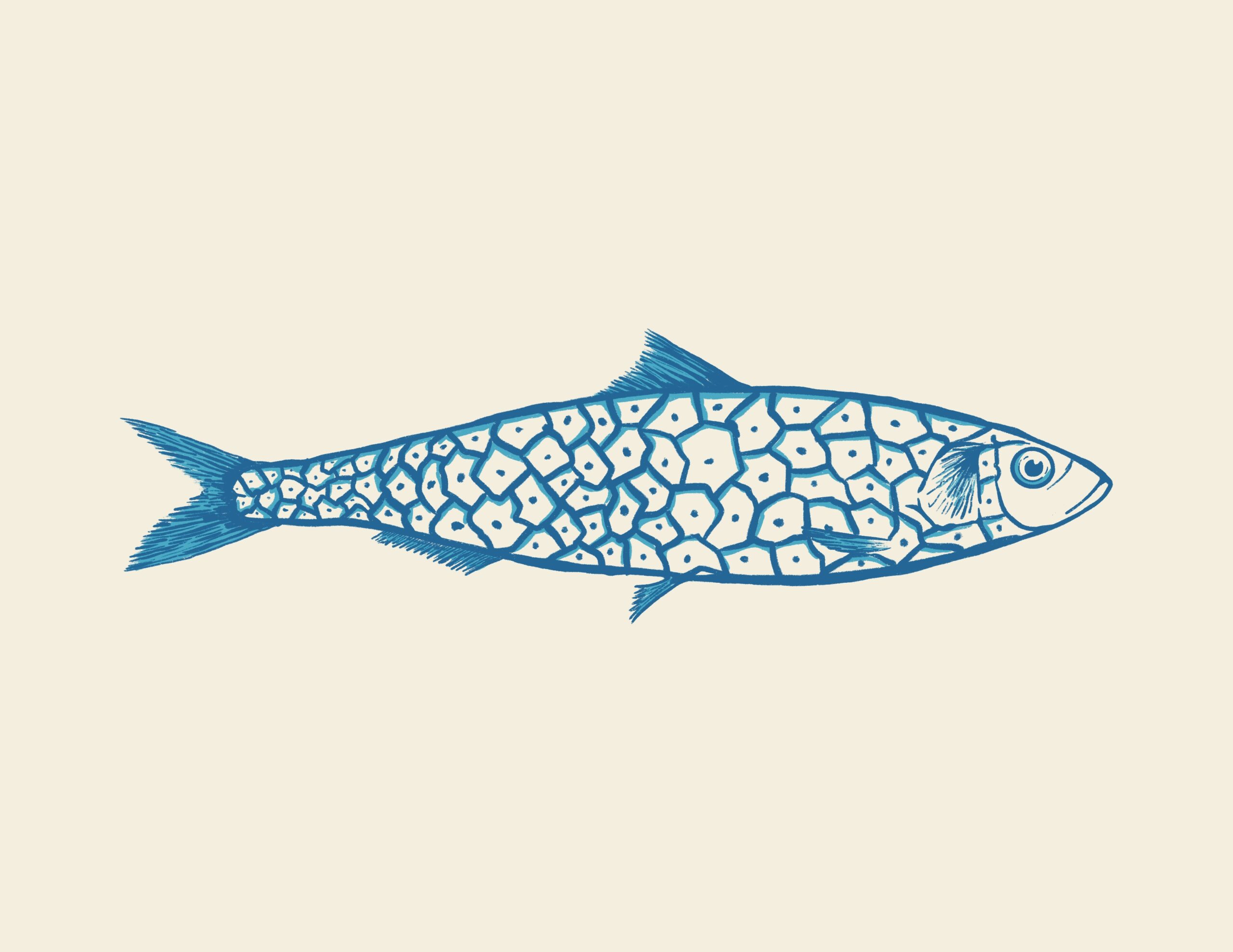 Sardine solo 3